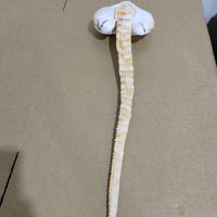 Thumbnail for Halloween Scorpion Alien Xenomorph Hugger Face Mask - ArtGalleryZen